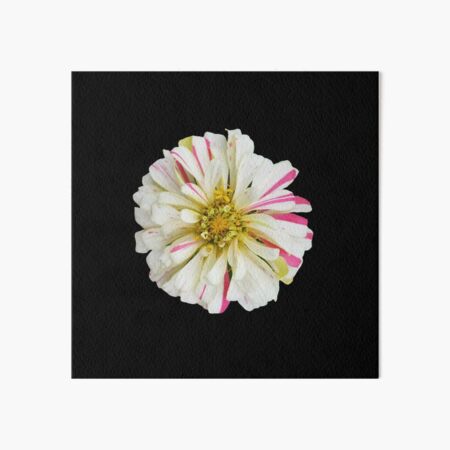 Field Guide to Zinnias, No. 7, White and Pink Candy Cane Zinnia Flower Art Board Print