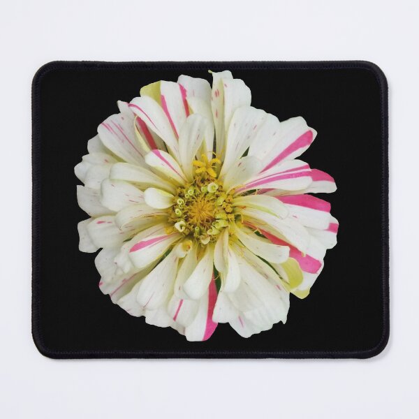 Item preview, Field Guide to Zinnias, No. 7, White and Pink Candy Cane Zinnia Flower designed and sold by Kristi Duggins.