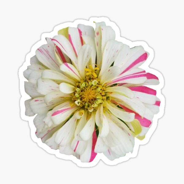 Field Guide to Zinnias, No. 7, White and Pink Candy Cane Zinnia Flower Sticker