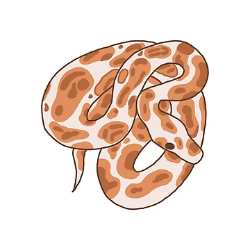 Artwork thumbnail, Orange ball python by bugrains
