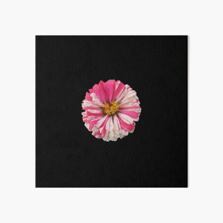Field Guide to Zinnias, No. 9, White and Pink Candy Cane Zinnia Flower 2 Art Board Print