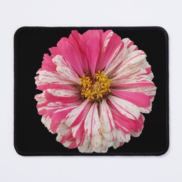 Item preview, Field Guide to Zinnias, No. 9, White and Pink Candy Cane Zinnia Flower 2 designed and sold by Kristi Duggins.