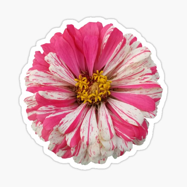 Field Guide to Zinnias, No. 9, White and Pink Candy Cane Zinnia Flower 2 Sticker
