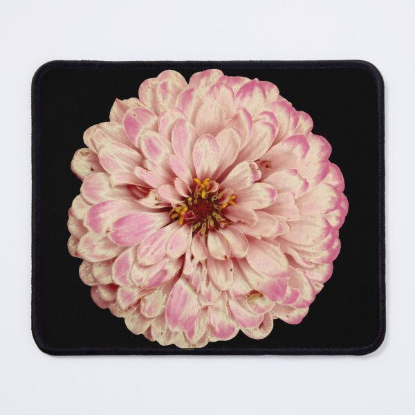 Item preview, Field Guide to Zinnias, No. 10, Antique Pink and Cream Zinnia Flower designed and sold by Kristi Duggins.
