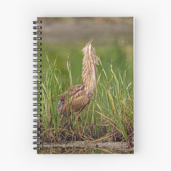 Item preview, American Bittern designed and sold by Michael Cummings.