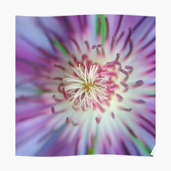Clematis flower Poster