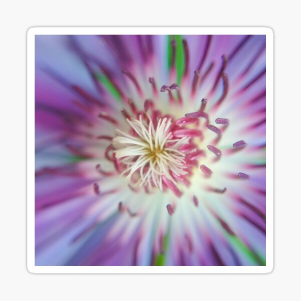 Clematis flower Sticker