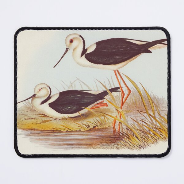 Item preview, White-headed Stilt - Vintage artwork - Elizabeth Gould - Remastered designed and sold by Mimi Y..