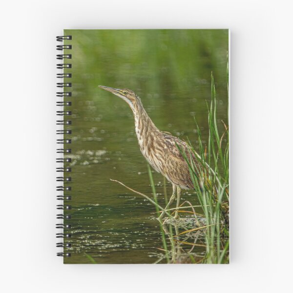 Item preview, American Bittern designed and sold by Michael Cummings.