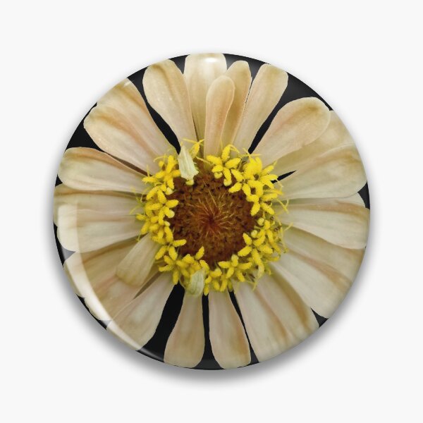 Item preview, Field Guide to Zinnias, No. 11, Antique Cream Zinnia Flower designed and sold by Kristi Duggins.