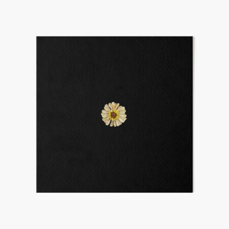 Field Guide to Zinnias, No. 11, Antique Cream Zinnia Flower Art Board Print