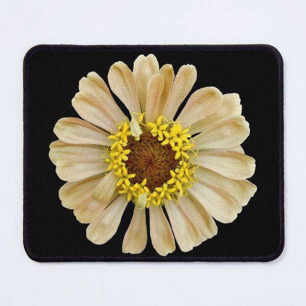 Item preview, Field Guide to Zinnias, No. 11, Antique Cream Zinnia Flower designed and sold by Kristi Duggins.
