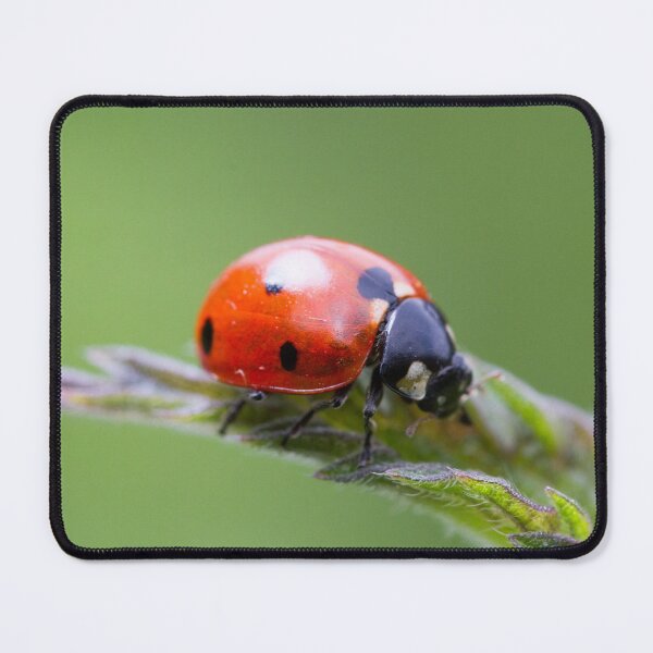 Item preview, Ladybug on nettle leaf designed and sold by BVNaturePhotos.