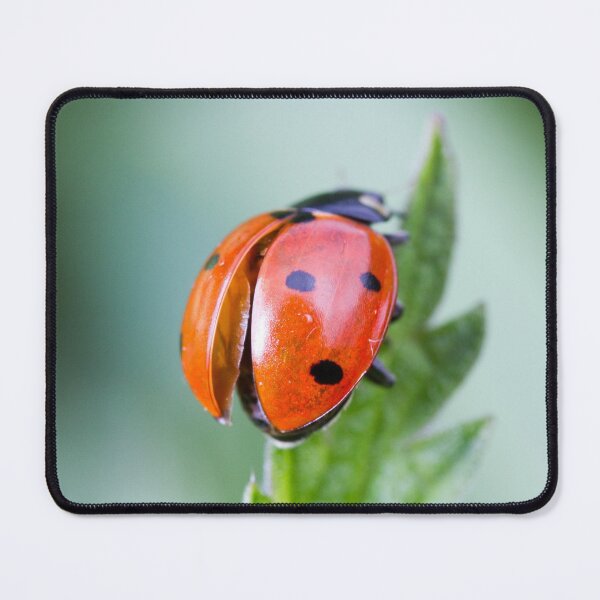 Item preview, Ladybug elytras on nettle leaf designed and sold by BVNaturePhotos.