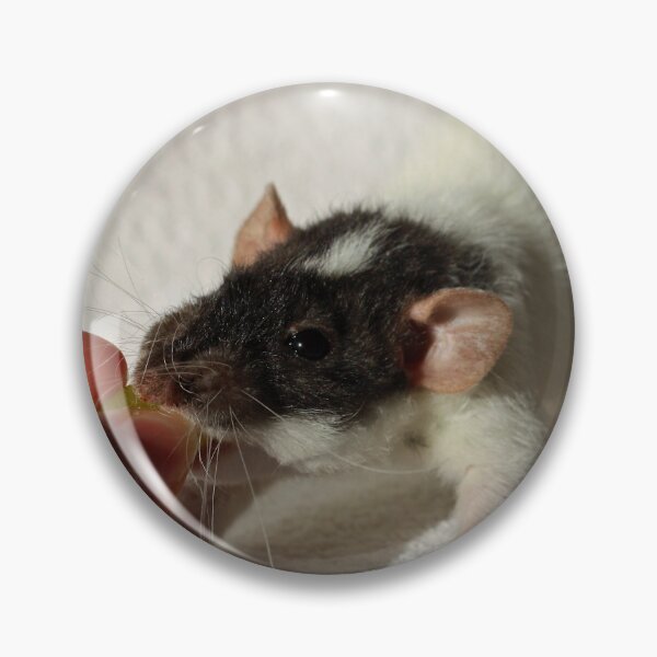 Item preview, Cute Rex Rat designed and sold by Asaha17.
