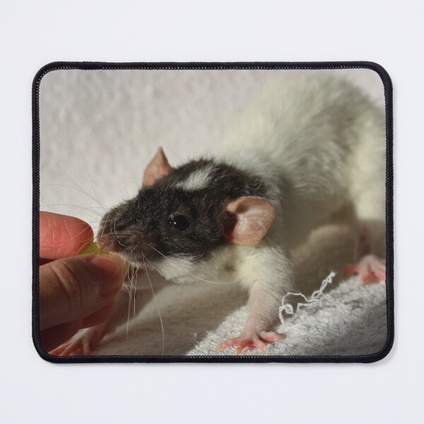Item preview, Cute Rex Rat designed and sold by Asaha17.