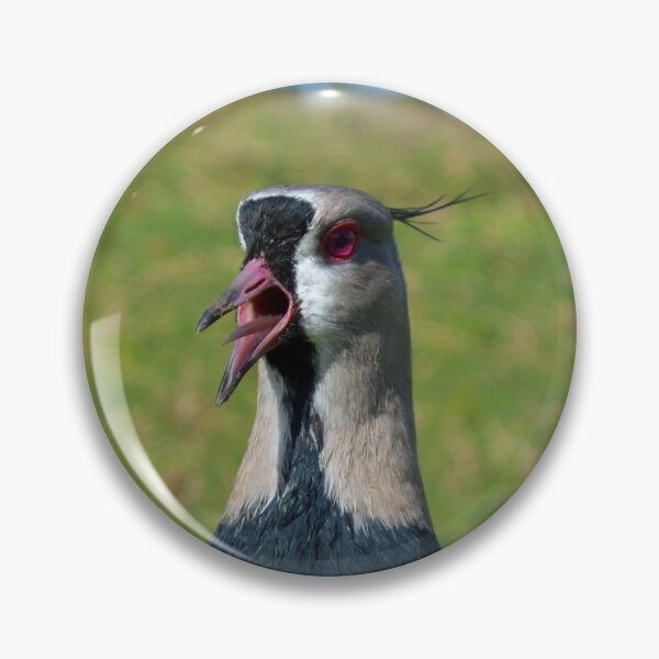 Item preview, Tero Vanellus chilensis tero-tero leque lapwing stone curlew pellar showing angry quills designed and sold by Marcia Motivos.