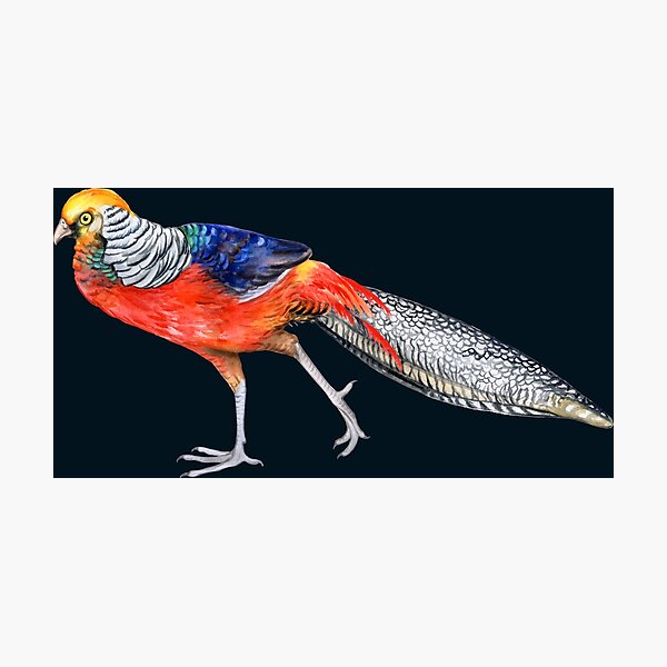 Golden Pheasant Bird Facts