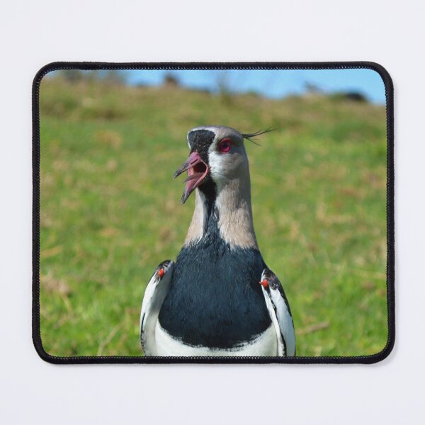 Item preview, Tero Vanellus chilensis tero-tero leque lapwing stone curlew pellar showing angry quills designed and sold by Marcia Motivos.