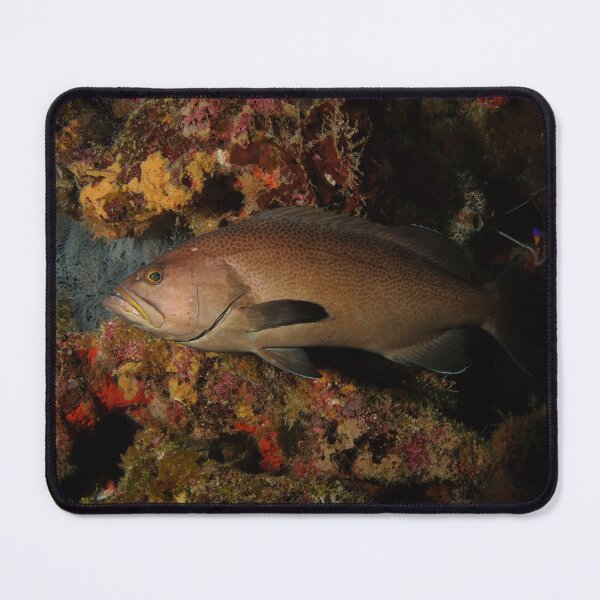 Item preview, Hey There, Mr. Grouper designed and sold by Caitlin Chock.
