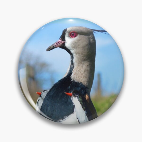 Item preview, Tero Vanellus chilensis tero-tero leque lapwing stone curlew pellar Close up perky pose designed and sold by Marcia Motivos.