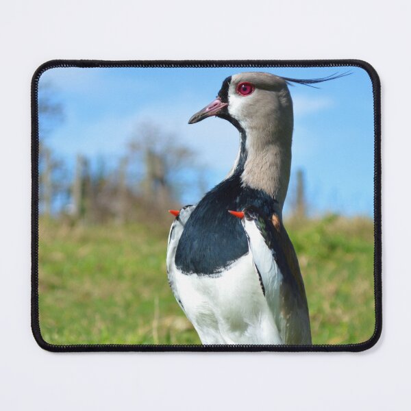 Item preview, Tero Vanellus chilensis tero-tero leque lapwing stone curlew pellar Close up perky pose designed and sold by Marcia Motivos.