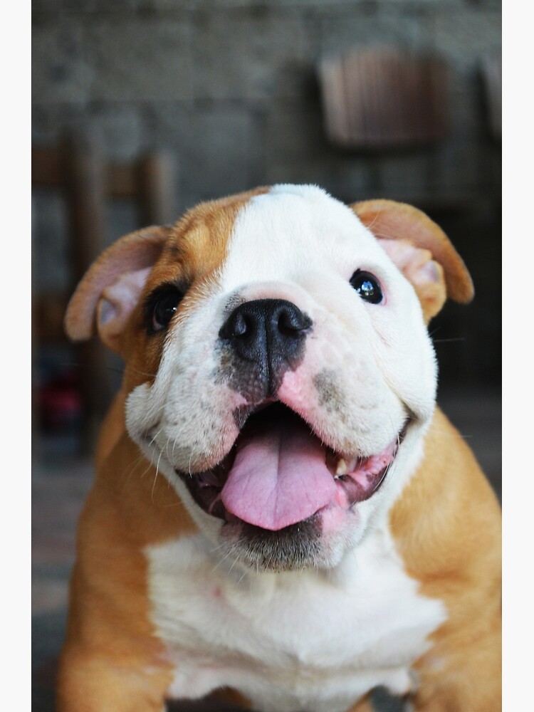 happy bulldog puppy