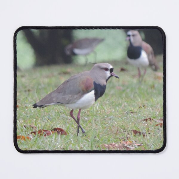 Item preview, Tero Vanellus chilensis tero-tero leque lapwing stone curlew pellar Close up perky pose designed and sold by Marcia Motivos.