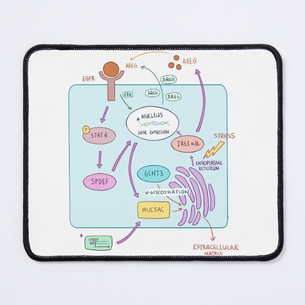 Item preview, Biology cheat sheet designed and sold by Anilokin.
