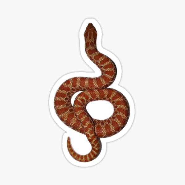 cobra albina - Pesquisa do Google  Albino animals, Cute snake, Baby snakes