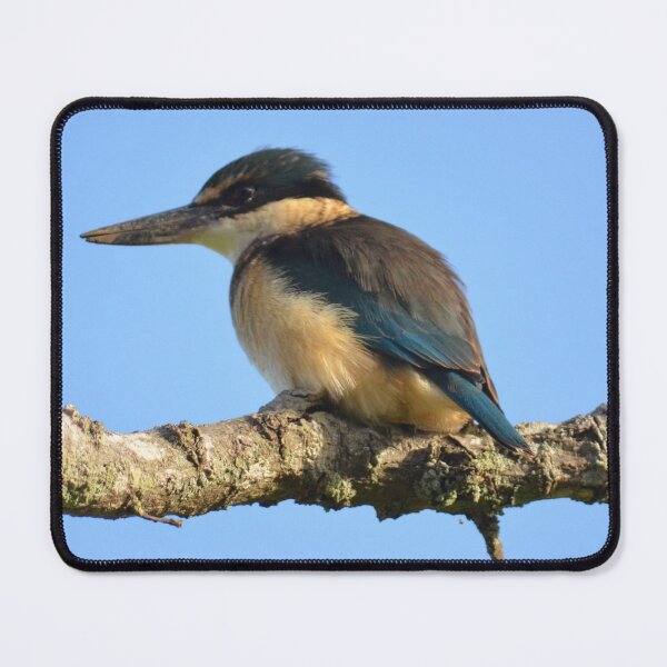 Item preview, Into the Blue- Sacred Kingfisher sitting on a branch- New Zealand Birds designed and sold by lizdomett.