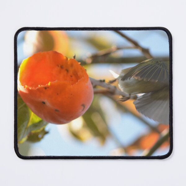 Item preview, Caught in the act- Silvereye in flight- New Zealand Birds designed and sold by lizdomett.
