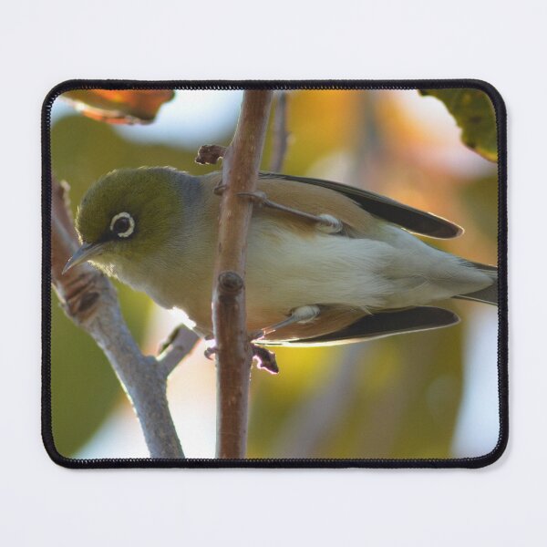 Item preview, Up close with a Silvereye- New Zealand Birds designed and sold by lizdomett.