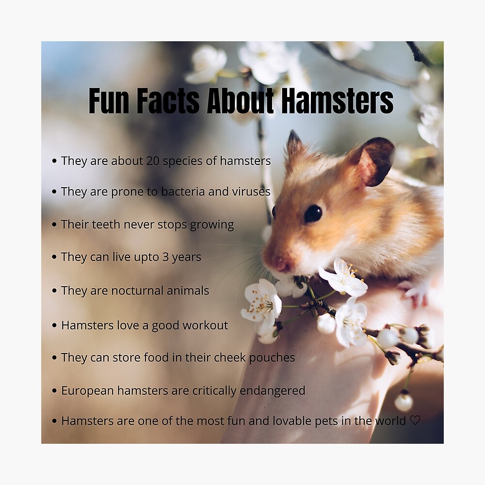boksen regionaal Maak een bed Fun Facts About Hamsters " Poster for Sale by aaquaniks | Redbubble