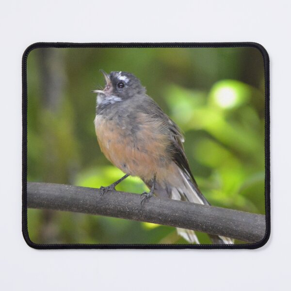 Item preview, Sing Fantail Sing- New Zealand Birds designed and sold by lizdomett.
