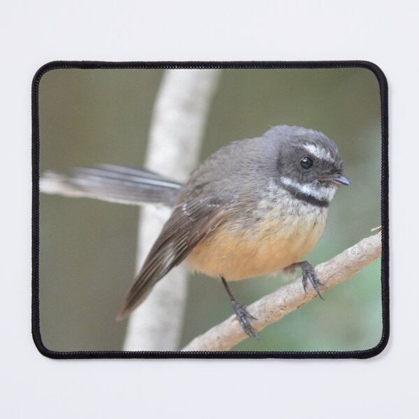 Item preview, Macleans Fantail -New Zealand Birds designed and sold by lizdomett.