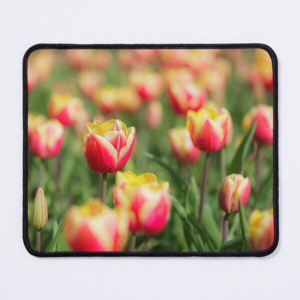 Item preview, Tulips designed and sold by heidipics.