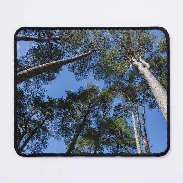 Item preview, Tall Trees, Blue Sky designed and sold by heidipics.
