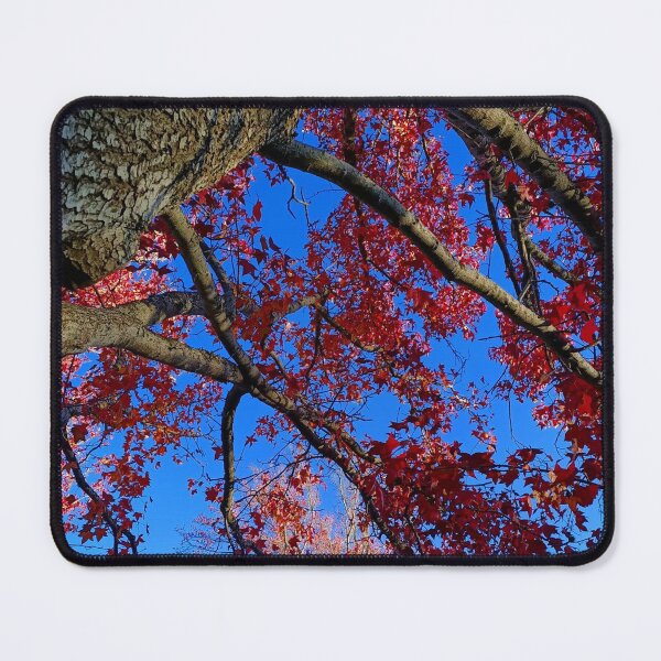 Item preview, Autumn | Fall | Mapple Tree | Stirling | Adelaide |Australia designed and sold by iwaya-bazaar.