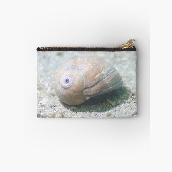 Item preview, White Seashell  designed and sold by BravuraMedia.