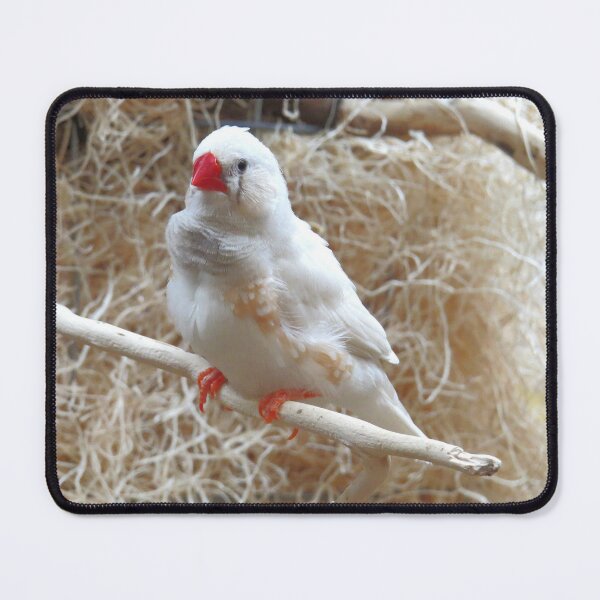 Item preview, White Finch designed and sold by Linda Walsh.