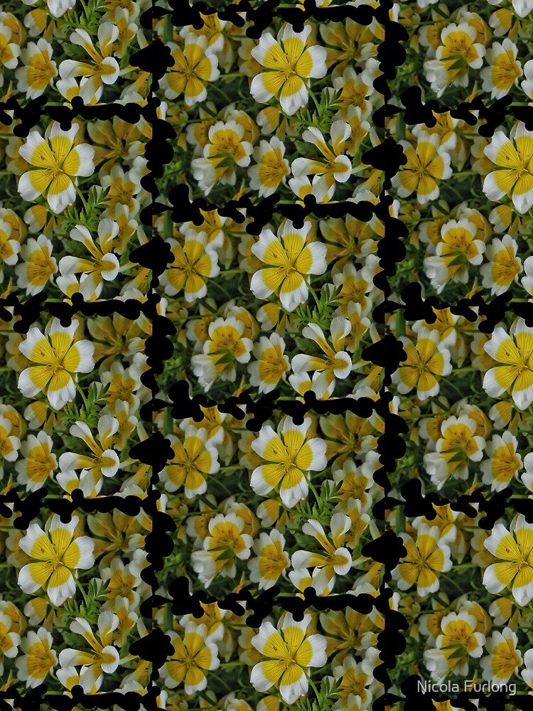 YELLOW AND WHITE FLOWERS - POACHED EGG PLANT by nicolafurlong