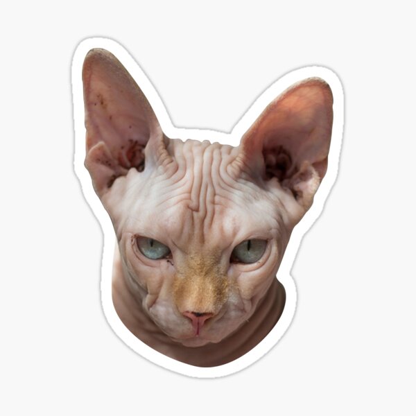 Angry Sphynx Cat Meme | ubicaciondepersonas.cdmx.gob.mx