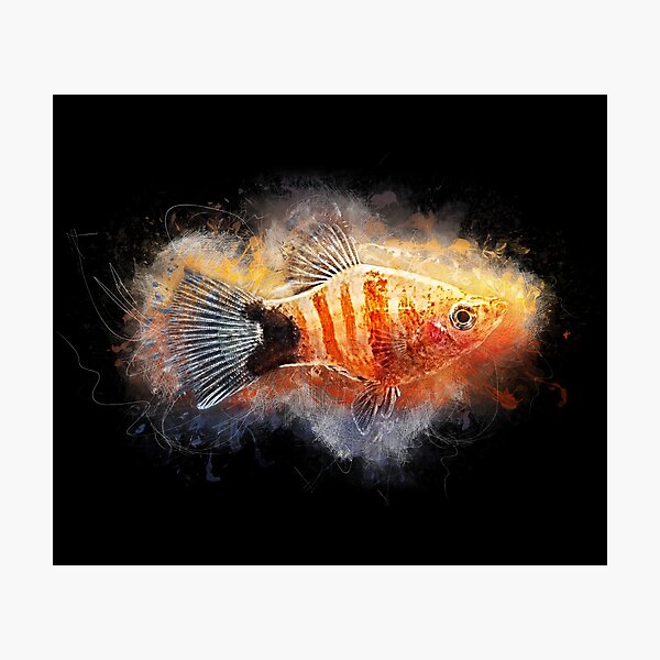 Renee Tank – Orangefish