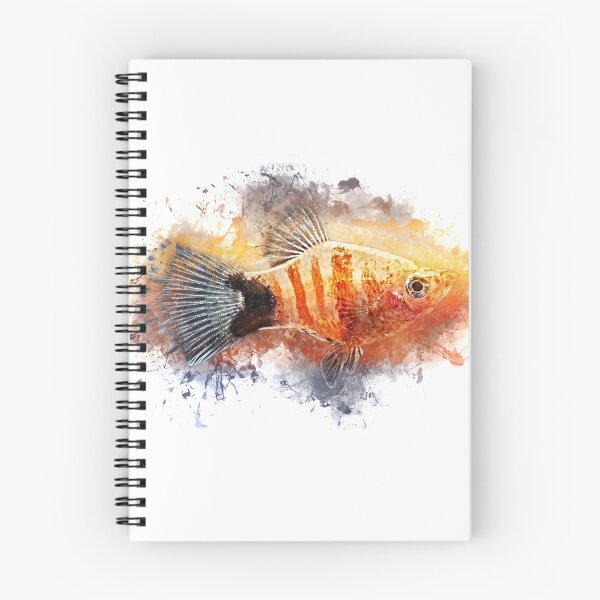 Item preview, Platy Bleeding Heart - Xiphophorus maculatus designed and sold by AquariumLutter.