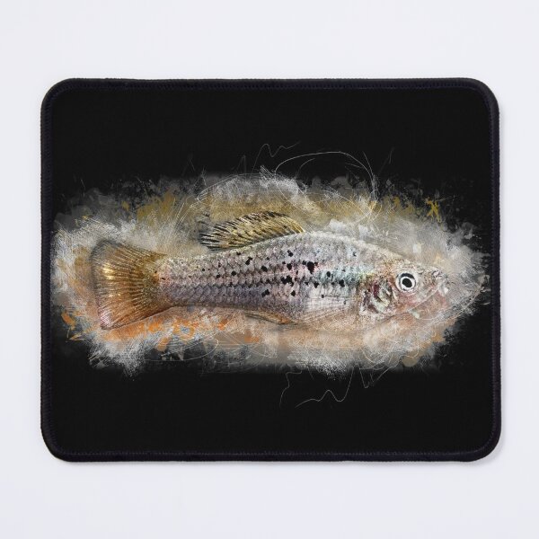 Item preview, Parrot platy La Laguna - Xiphophorus maculatus designed and sold by AquariumLutter.