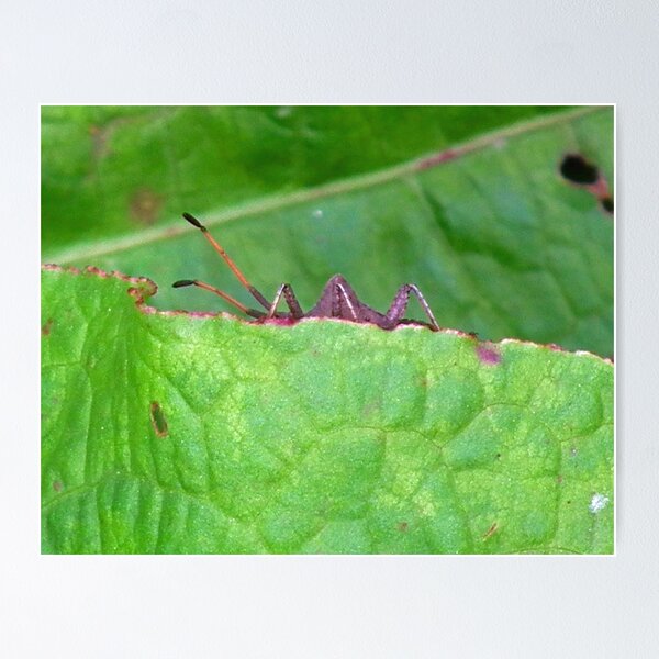Item preview, Monster Bug ............ designed and sold by lynn carter.