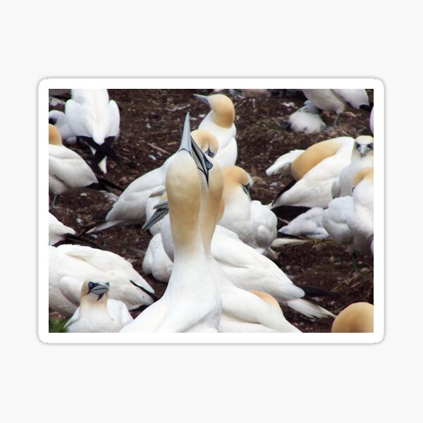 Northern gannet embrace Sticker