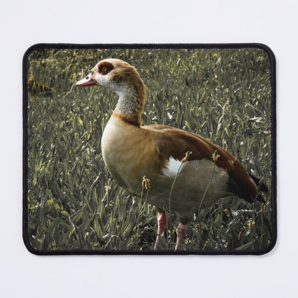 Item preview, Egyptian goose with green faded out designed and sold by Ann Biddlecombe.