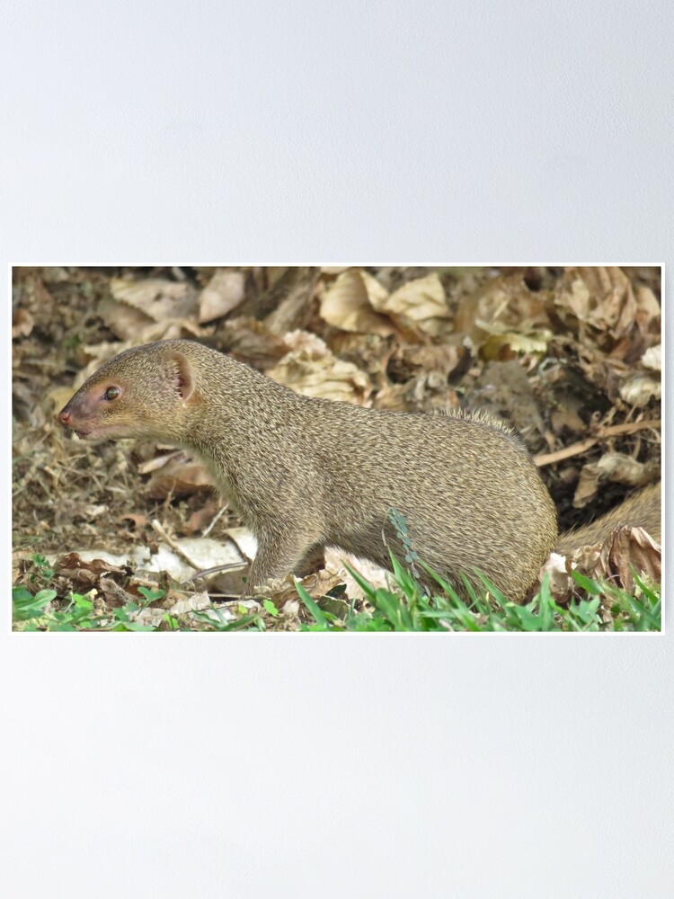 Mongoose On Hawaii Poster By Sdymchenko Redbubble